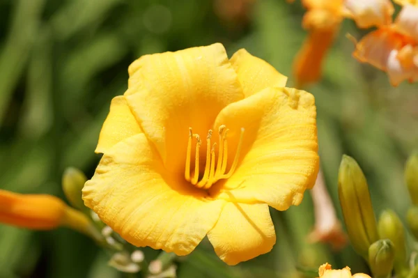 stock image Close-up of a yellow lily