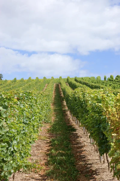 stock image Vineyard