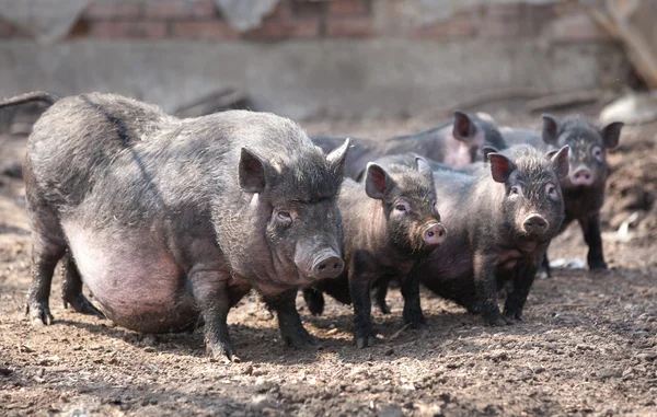 Varkens in een schuilplaats — Stockfoto