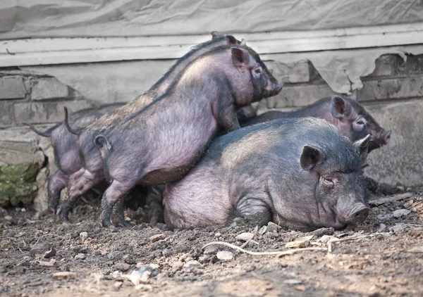 Cerdo con cerdos — Foto de Stock
