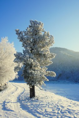 Kış. hoarfrost. Sedir.