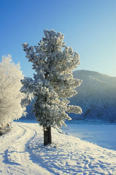 Winter. Hoarfrost. A cedar. — Stock Photo, Image