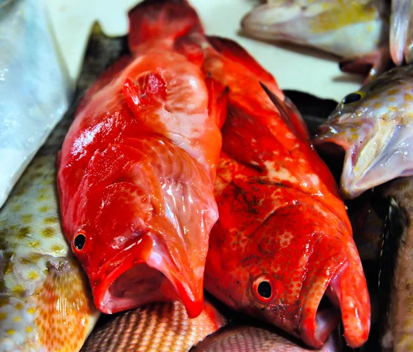 stock image Red fishes for sale