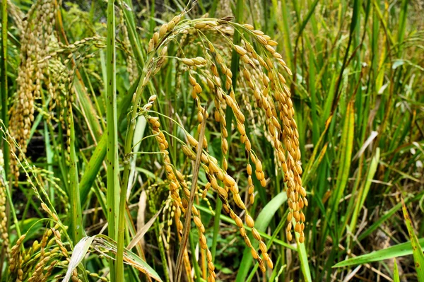 Piantagione di riso nel campo . — Foto Stock