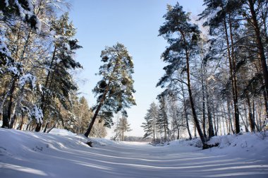 Winter landscape. Wood lake under snow and ice. clipart