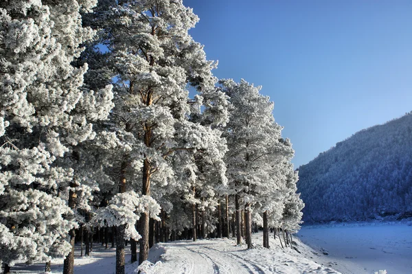 Pemandangan musim dingin. Pohon dengan salju dan embun beku — Stok Foto