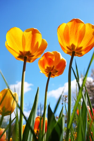 stock image Colorful tulips in the garden