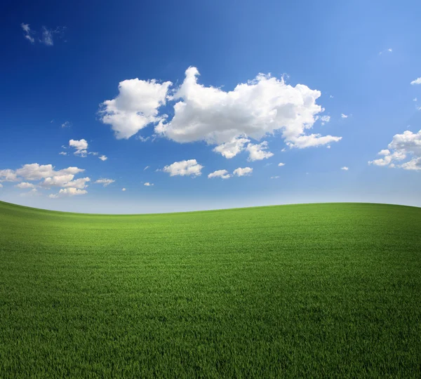 Erba verde lussureggiante e un fresco cielo blu — Foto Stock
