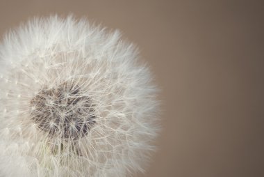 Soft dandelion clipart