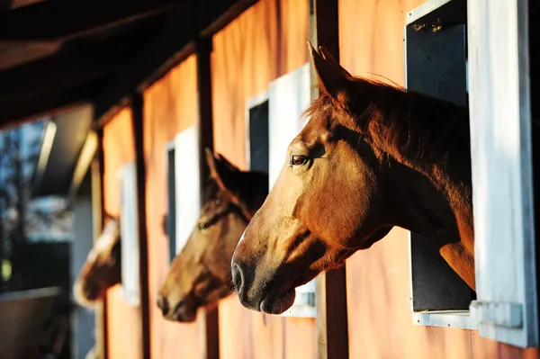 Лошади в конюшне — стоковое фото