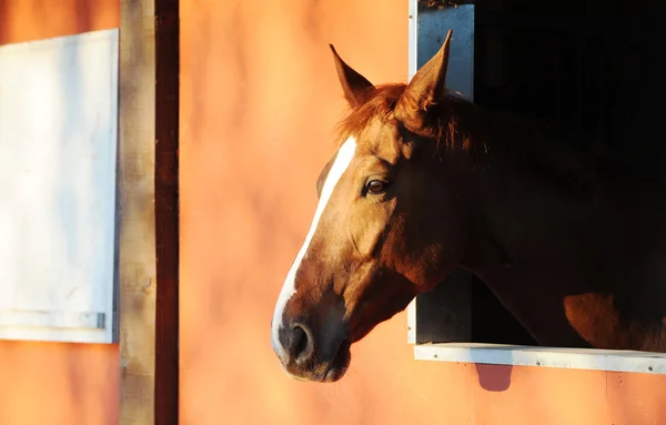 Cavalo em estábulo — Fotografia de Stock
