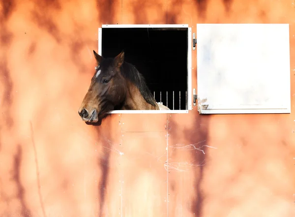 Horse in stable — Stock Photo, Image