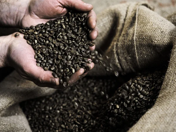 Un puñado de granos de café crudos — Foto de Stock