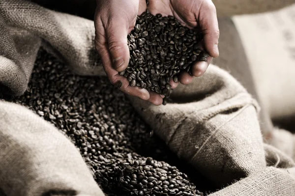 生豆の一握りhandfull av rå kaffeböna — Stockfoto