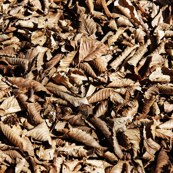 Autumn Leaves background — Stock Photo, Image