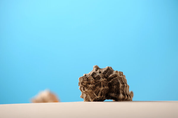 Shells on beach sand with room for copy or text