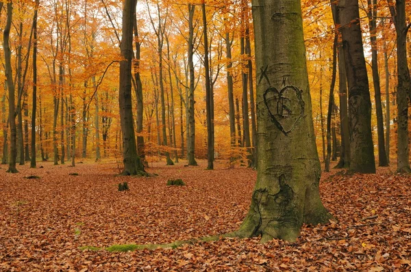 stock image Forest of love