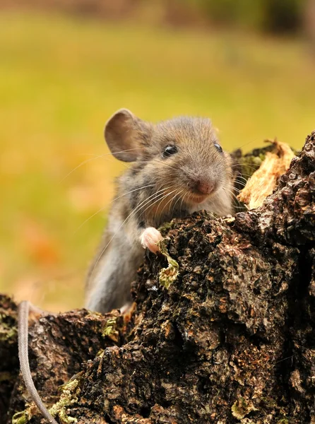 Ratón salvaje . — Foto de Stock