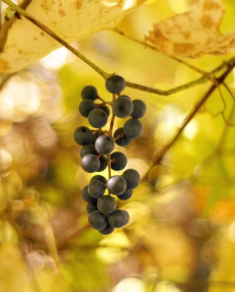 Frutas de uva —  Fotos de Stock