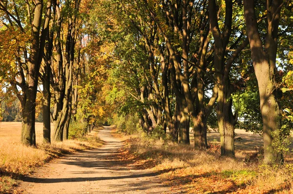 stock image Autumn avenue