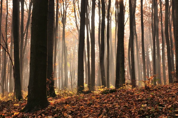 stock image Autumn forest