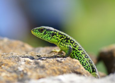 Lacerta agilis sürüngen