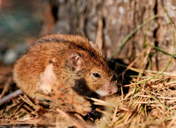 Tarla faresi — Stok fotoğraf