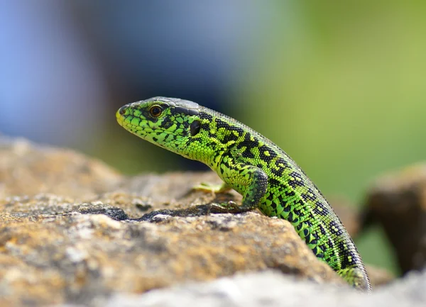 Lacerta agilis reptil — Stockfoto