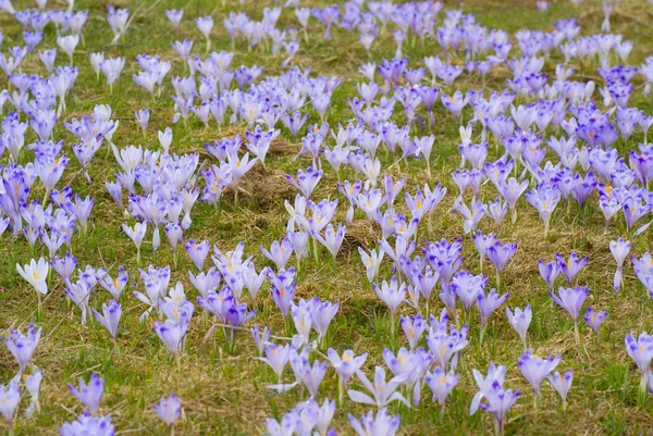 stock image Flowers background