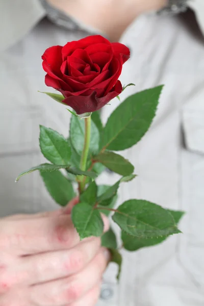 玫瑰在勒芒的手 — 图库照片