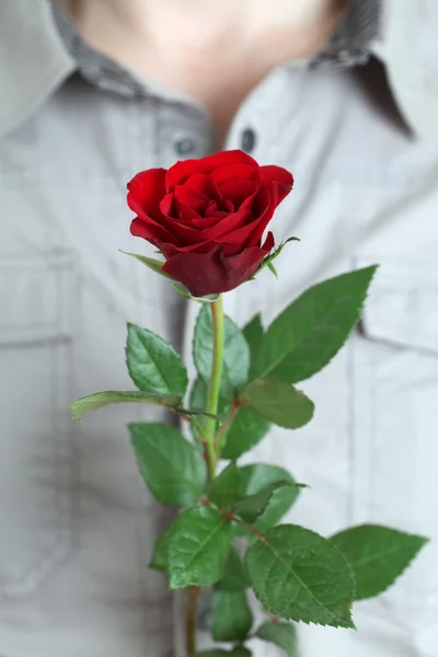 薔薇のマン手 — ストック写真