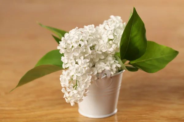 White lilac — Stock Photo, Image