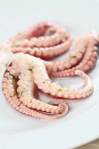 stock image Octopus