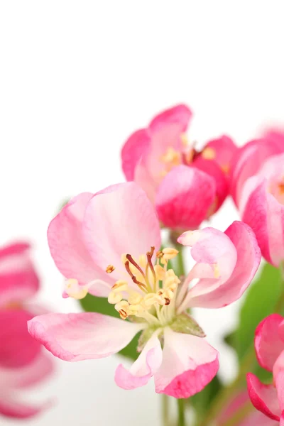 Pink spring blossom — Stock Photo, Image