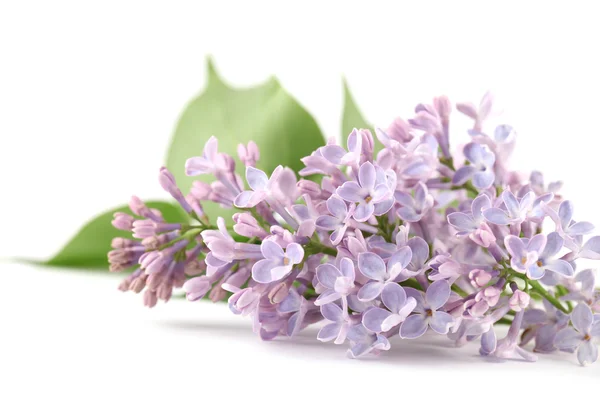 紫丁香 — 图库照片