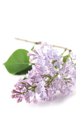 Purple-blue lilac clipart