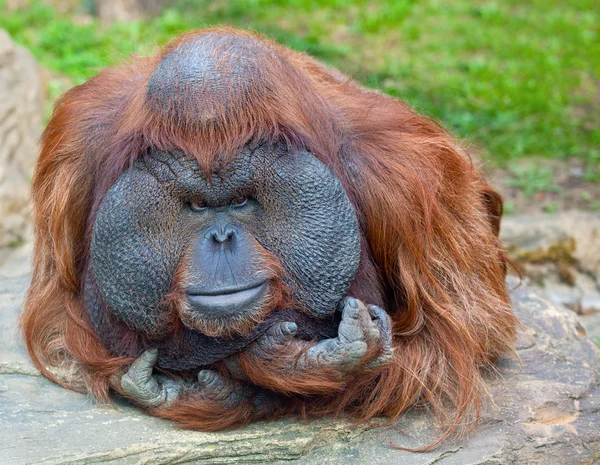 stock image Orangutan