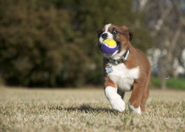 Şirin köpek.