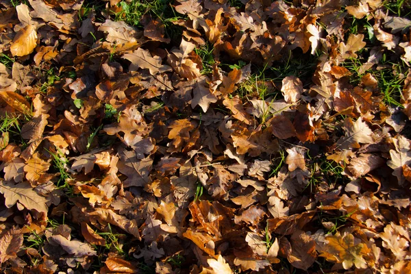 stock image Fallen leafs