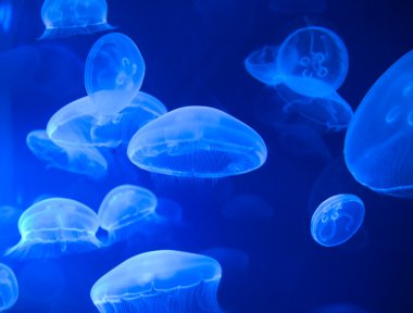 Sea Jellys, jellyfish clipart