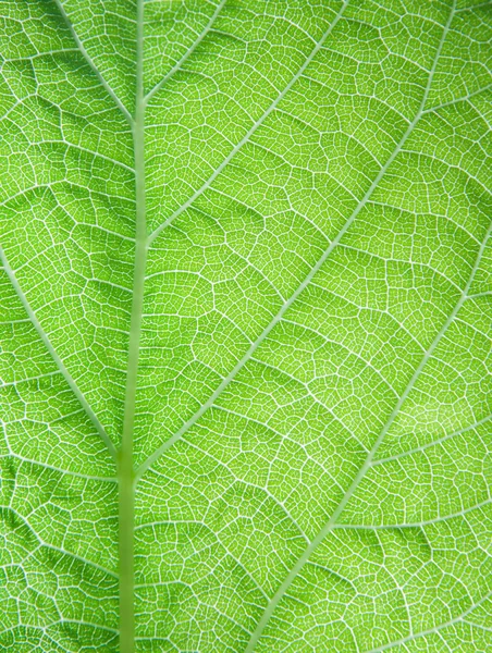 Stock image Leaf surface