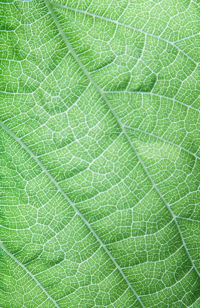 stock image Leaf macro shot