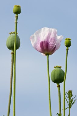 Mavi gökyüzü üzerinde mor çiçekli haşhaş alan