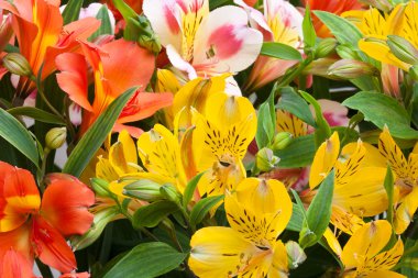 Güzel renkli çiçekler (Alstroemeria buket)