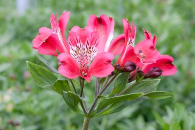 Güzel pembe çiçek (alstroemeria) bir sera içinde