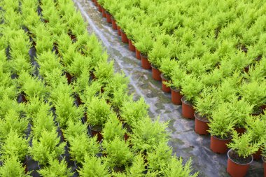 Dutch horticulture with cupressus in a greenhouse clipart