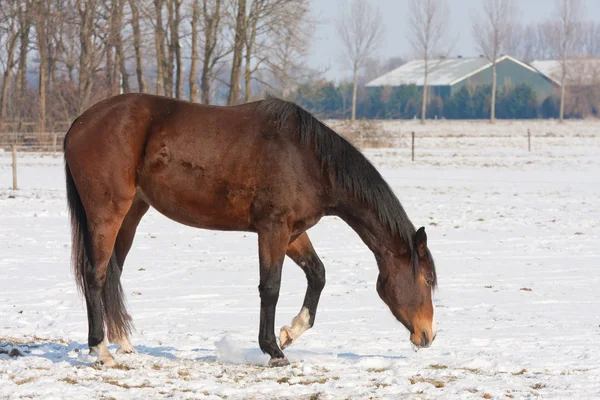 Brun häst på snöiga äng söker efter gräs — Stockfoto