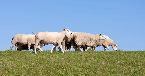 Schafe an einem Deich mit blauem Himmel — Stockfoto