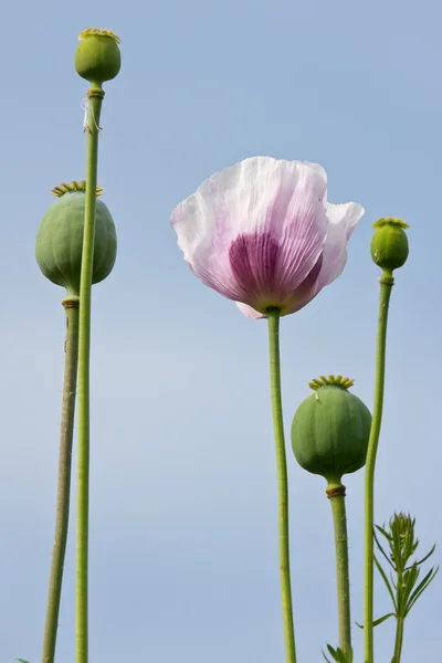 stock image Poppy field with purple flowers on blue sky