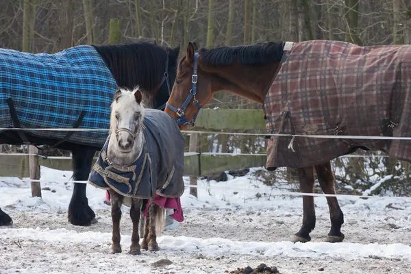 Pferde tragen im Winter Decken — Stockfoto